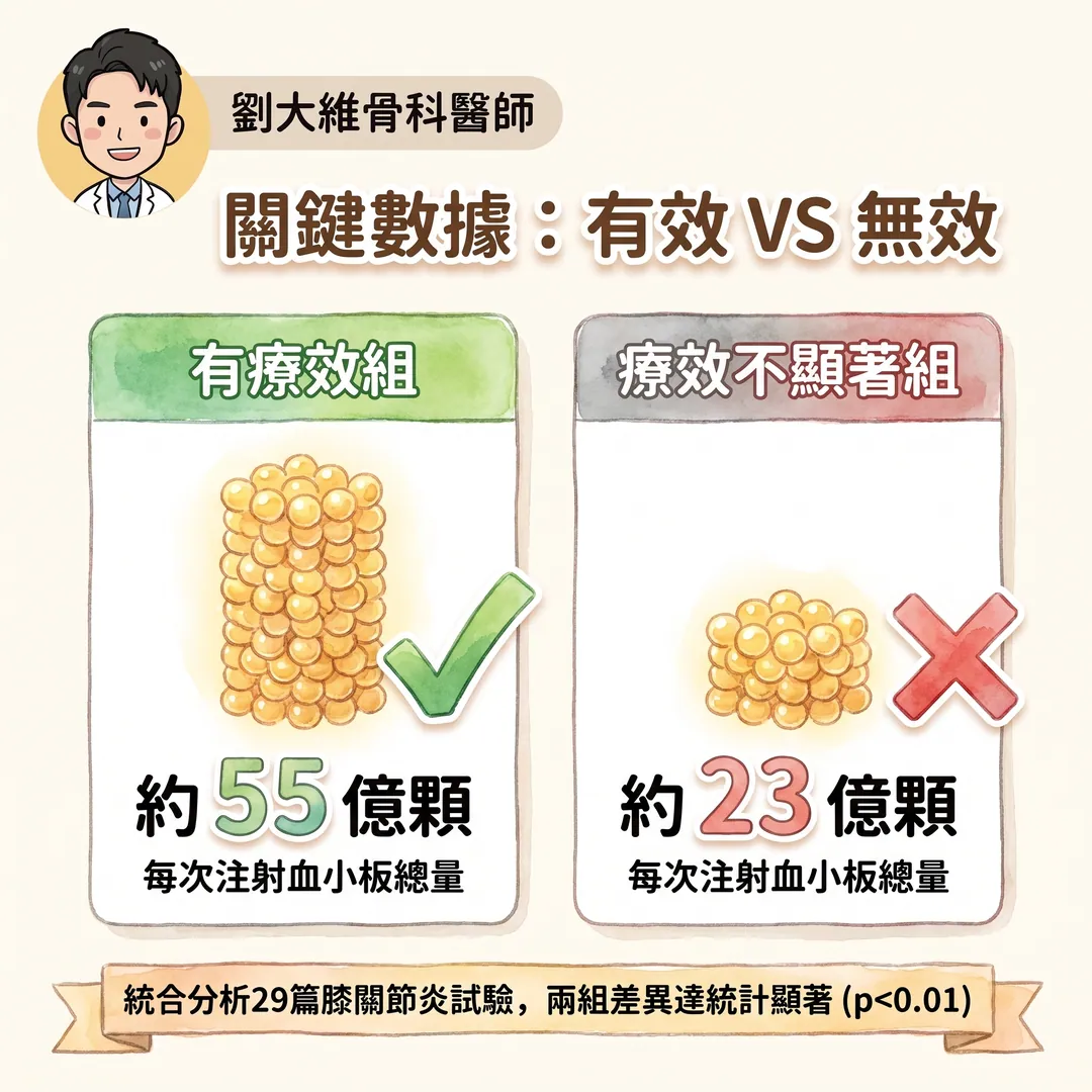 PRP 打了沒效？關鍵在「濃度」！實證醫學怎麼說 衛教圖 3