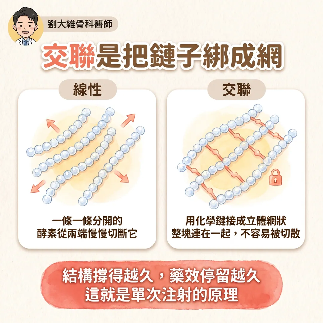 玻尿酸注射：小分子、大分子、高交聯型有什麼不同 衛教圖 3