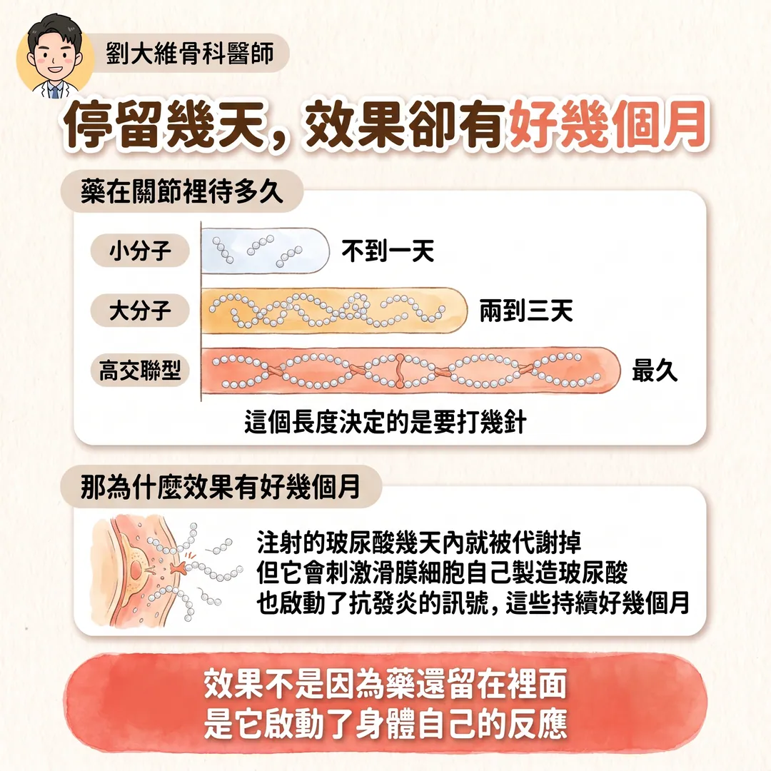 玻尿酸注射：小分子、大分子、高交聯型有什麼不同 衛教圖 4