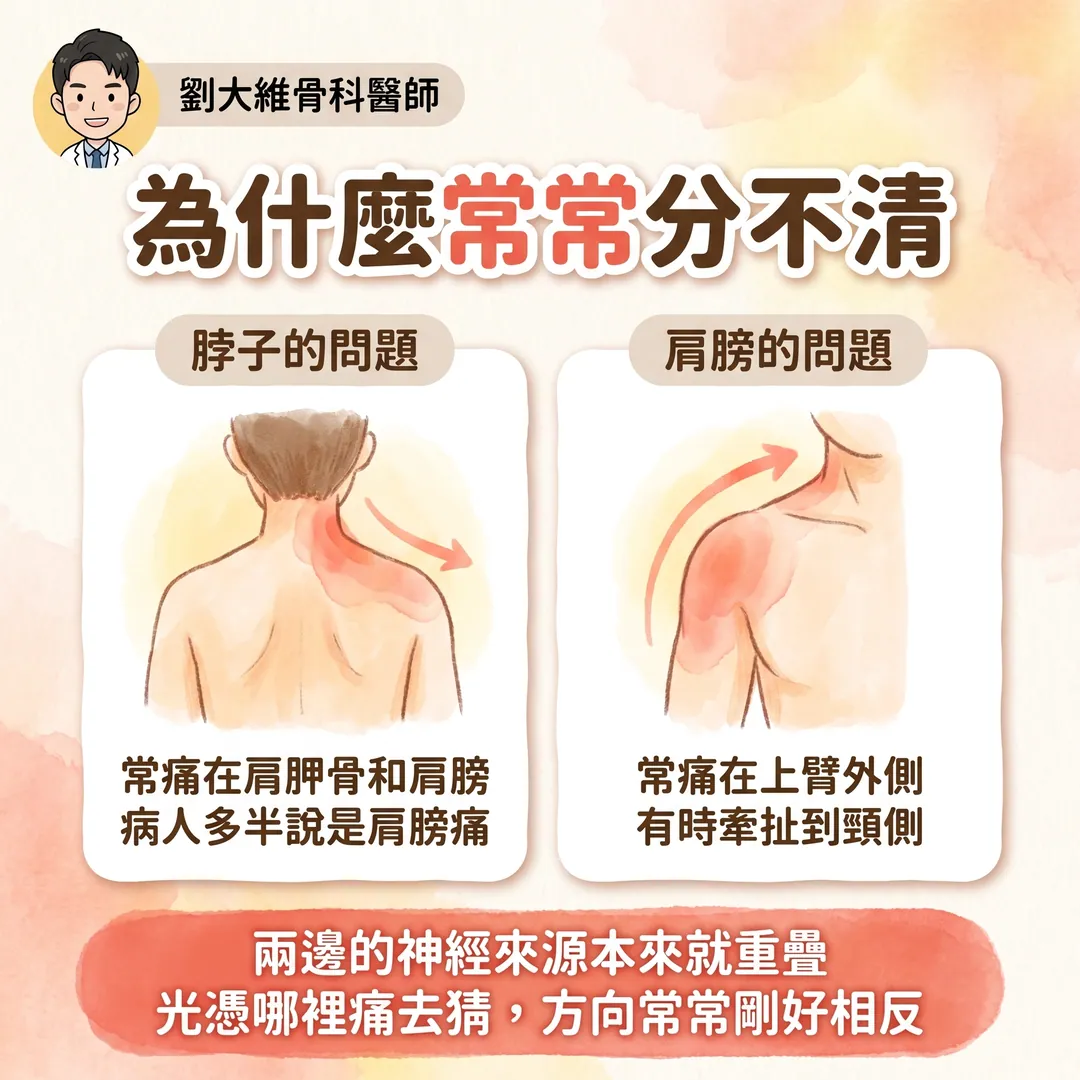 肩頸症候群：肩關節與頸椎的病灶如何互相影響 衛教圖 2