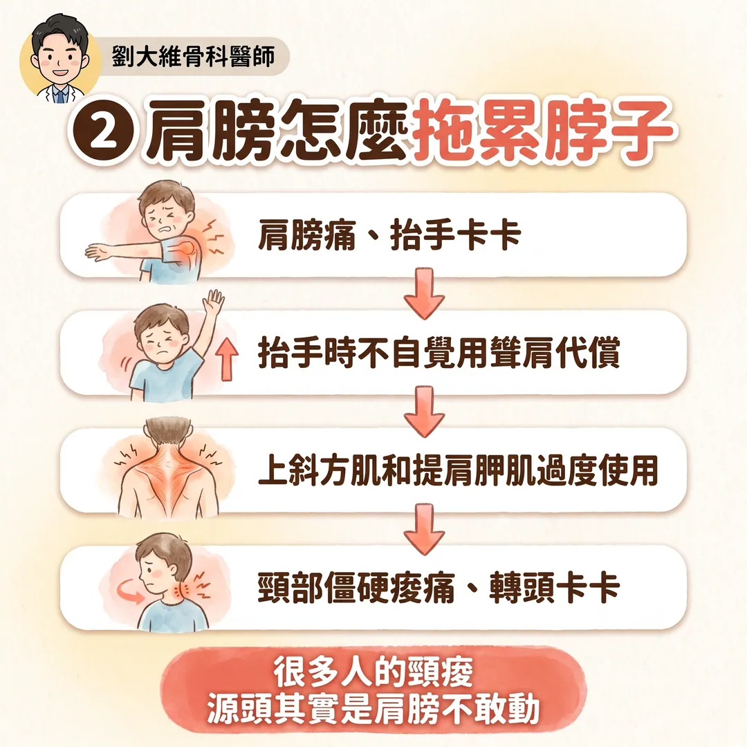 肩頸症候群：肩關節與頸椎的病灶如何互相影響 衛教圖 4
